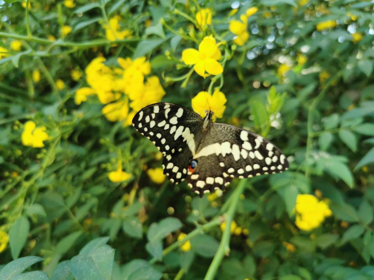 The Yellow Butterfly Vereeniging Extérieur photo